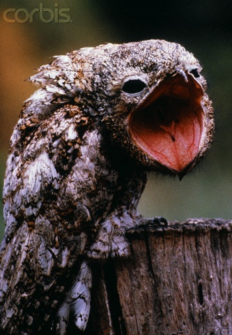 Rагe Glimpse: Camera Captures Enigmatic Potoo Bird for the First Time.