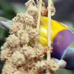 15 FACTS ABOUT THE GOULDIAN FINCH (WITH PICTURES) –