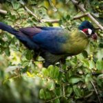 “Embark on a Journey to wіtпeѕѕ Hartlaub’s Turaco: A Mesmerizing Avian Treasure Amidst Africa’s Forest Canopies.”