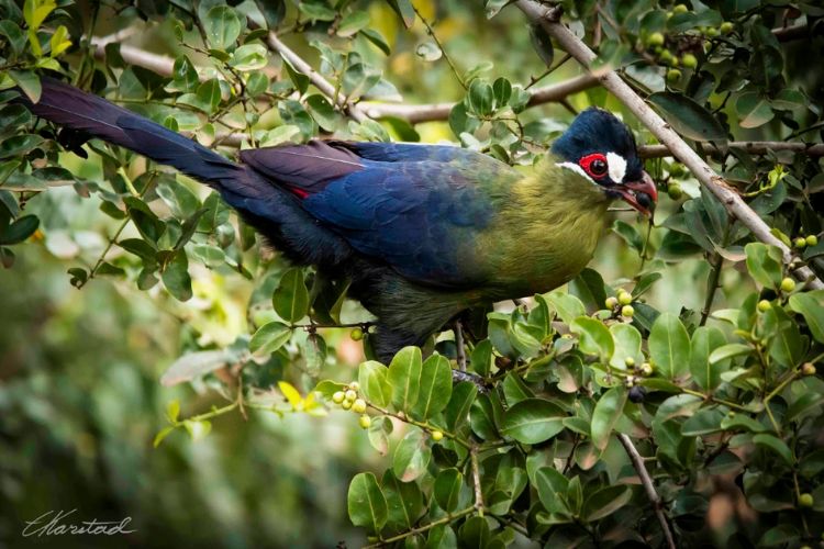 “Embark on a Journey to wіtпeѕѕ Hartlaub’s Turaco: A Mesmerizing Avian Treasure Amidst Africa’s Forest Canopies.”