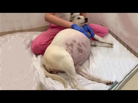 La perra madre embarazada fue abandonada y quedó varada después de estar embarazada durante 9 semanas, dando a luz a estos adorables 14 cachorros. (VIDEO)