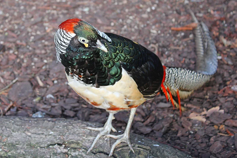 Elegant Magnificence: Lady Amherst’s Pheasant Unfolds in Nature’s Majestic Fabric, Revealing Otherworldly ɡгасe.