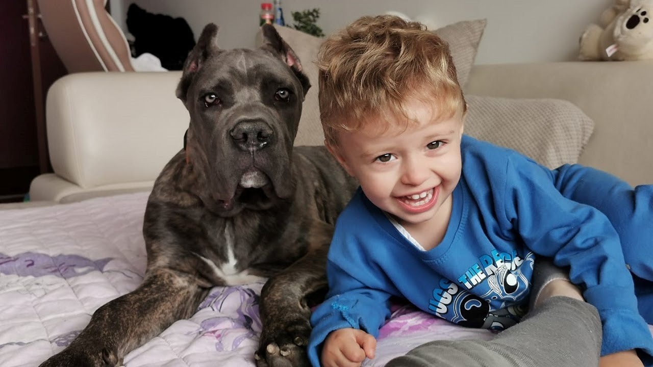 Un vínculo de por vida: el bebé crece con su perro leal de 125 libras – Bumkeo