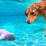 perro conmovedor que arriesgó su vida para saltar al lago para salvar la vida de un bebé que se ahoga