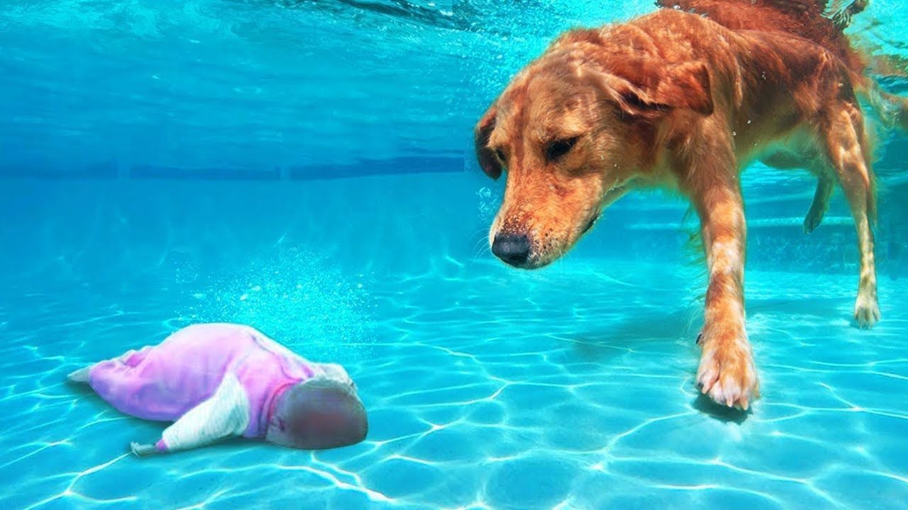 perro conmovedor que arriesgó su vida para saltar al lago para salvar la vida de un bebé que se ahoga