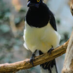 Exclusive Plumage: Exposing the Detailed Beauty of a Bird’s Opulent Yellow and Black Garb (Video).