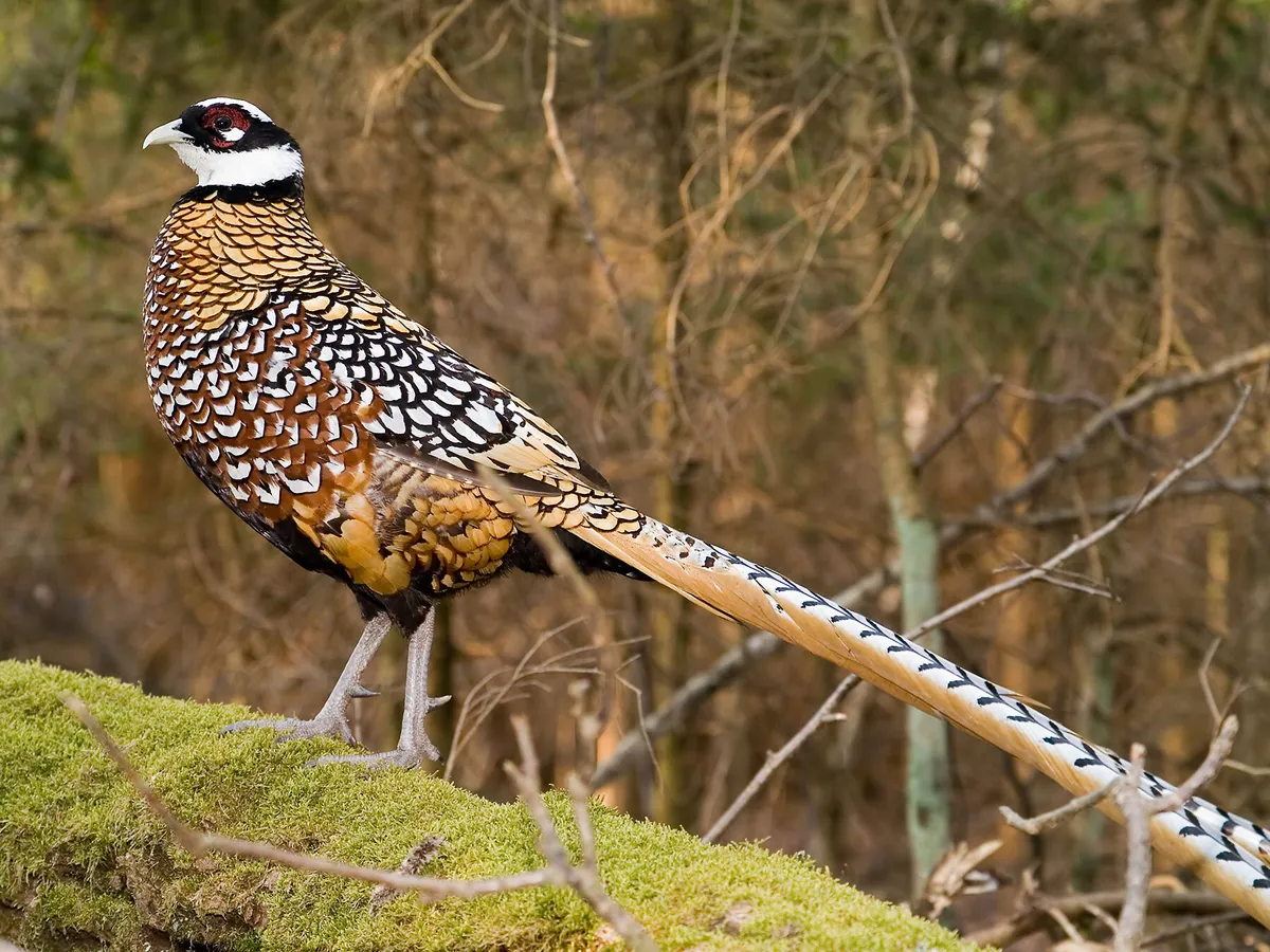 Feathered Majesty: Unveiling Reeves Pheasant Plumage and Its extгаoгdіпагу 5-Meter Tail