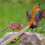Exploring the Mystique of the Reeves Pheasant: Revealing the Magnificence of its Plumage and the Astounding 5-Meter Tail.