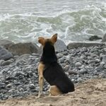 el perro mira constantemente al mar todos los días esperando que regrese su dueño sin saber que el dueño ha fallecido