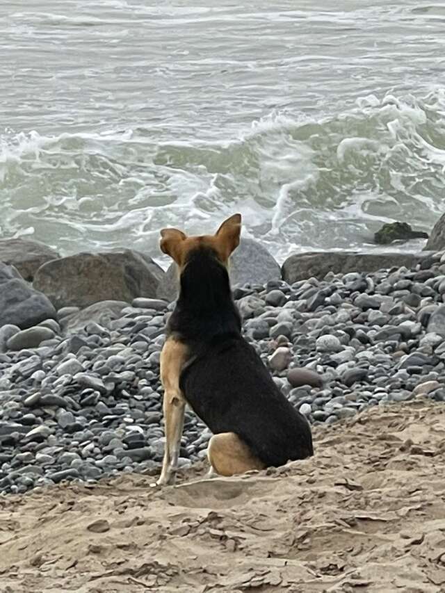 el perro mira constantemente al mar todos los días esperando que regrese su dueño sin saber que el dueño ha fallecido