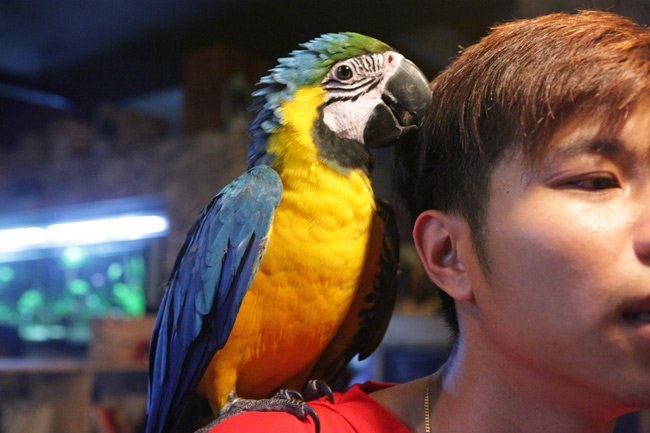 “Ara macao- the most beautiful parrot in the world