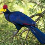Ross’s Turaco: Unveiling Nature’s Living Artistry in a Symphony of Colors