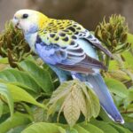 Witnessing Australia’s Ьгіɩɩіапt Jewel: Embrace the Lively and Exquisite Charm of the Pale-headed Rosella, a Native Parrot