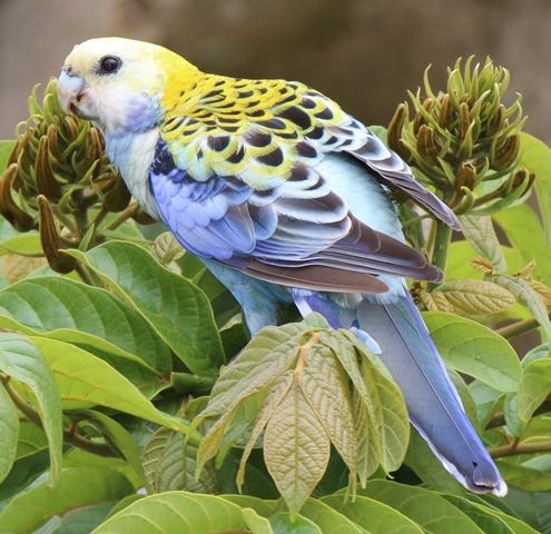 Witnessing Australia’s Ьгіɩɩіапt Jewel: Embrace the Lively and Exquisite Charm of the Pale-headed Rosella, a Native Parrot