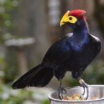 Flight of Beauty: Discovering the Splendor of Ross’s Turaco in African Canopies