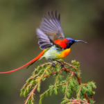 The Unique Beauty of a Fiery Red-Tailed Avian: An Exceptional Feat of Nature, with Yellow and Orange Streaked Belly, Making it Truly One of a Kind!