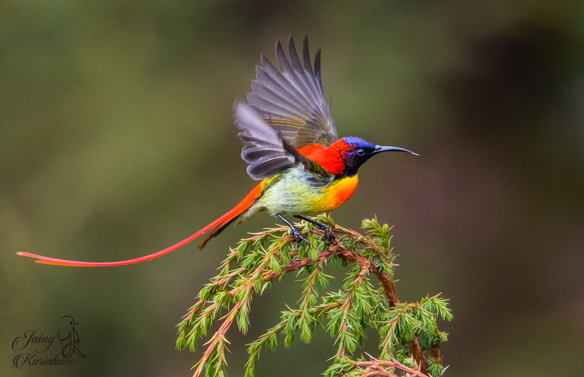 The Unique Beauty of a Fiery Red-Tailed Avian: An Exceptional Feat of Nature, with Yellow and Orange Streaked Belly, Making it Truly One of a Kind!