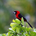 The Vibrant Colors of Masked Crimson Tanager