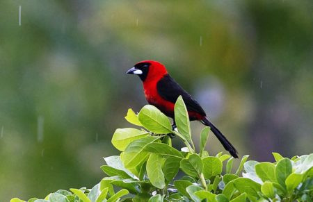 The Vibrant Colors of Masked Crimson Tanager