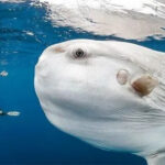 The American diver found himself in awe as a colossal white fish, spanning over 80 feet and tipping the scales at a staggering 4,000 pounds, unexpectedly approached him with a friendly demeanor.