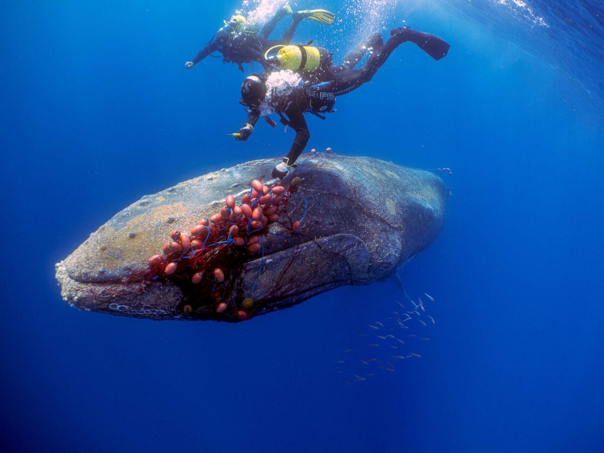 aww While exploring the ocean depths, American divers fearlessly liberated a majestic whale, entangled in a net for over two decades, garnering global acclaim for their audacious and compassionate rescue mission.