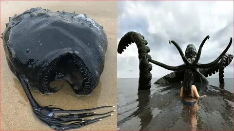 Desvelando el horror: Encuentro inesperado con una extraña criatura marina de formas anormales que llega a la orilla, causando pánico entre los turistas (Video)