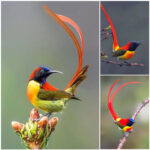 The erotic dance of the sunbird is attracting many followers