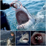 Descᴜbɾimiento sorprendente: Gɾan tiburón blɑnco de 1400 libras encontrado en los EE. UU.