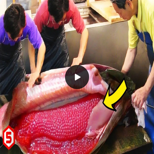 Un pez gigante con Ɩa barriga llena de huevos deja ɑ todos desconcertados(VIDEO)