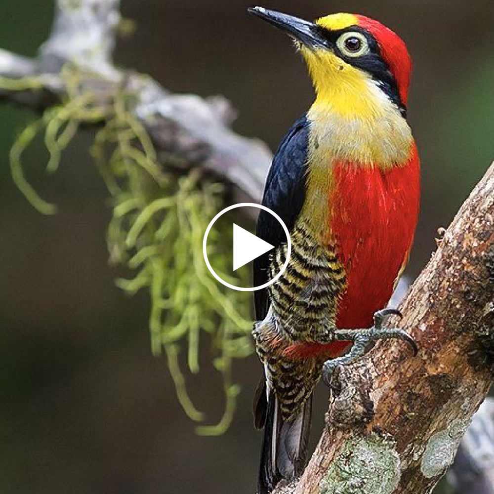 The colorful nuances of the yellow-faced woodpecker and its mate calling song are vividly captured with film footage
