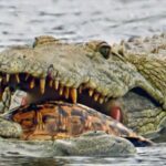 A Hιlɑrious Encounteɾ: Crocodile’s Faιled AtTempT to Devour a TurTle