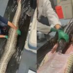 Shocking Encounter, Massive 18-Foot Python Swallows 5-Foot Alligator in Florida