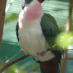 🌈 Embrace the Playful Charm of a Cartoonish Bird: Vibrant Plum Mask and Blush-pink Splash! 🐦🎨