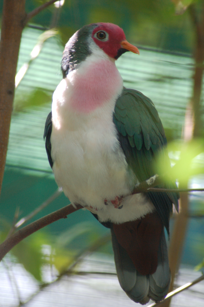 🌈 Embrace the Playful Charm of a Cartoonish Bird: Vibrant Plum Mask and Blush-pink Splash! 🐦🎨