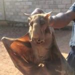 Terrifying fear: people in Australia have discovered a giant bat species, as big as an adult person