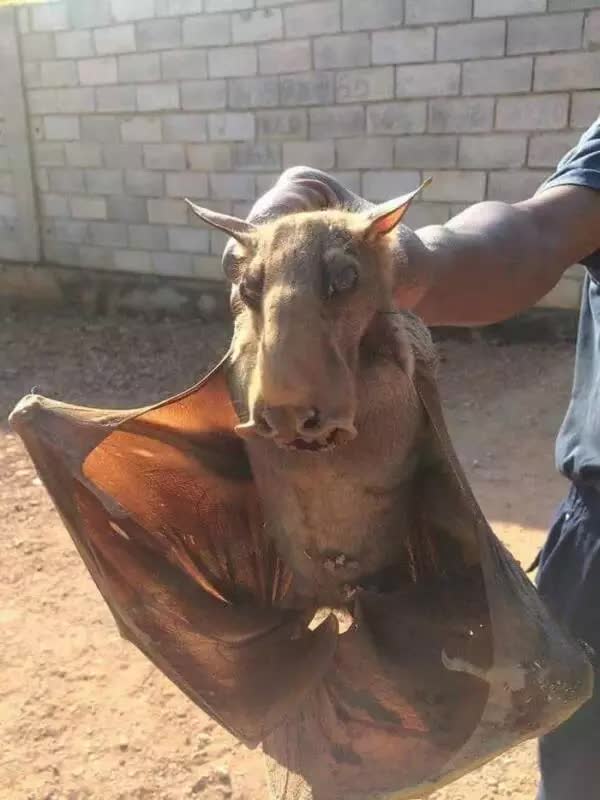 Terrifying fear: people in Australia have discovered a giant bat species, as big as an adult person