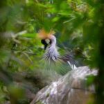 Crowned Crane: Uganda’s rare and beautiful national bird