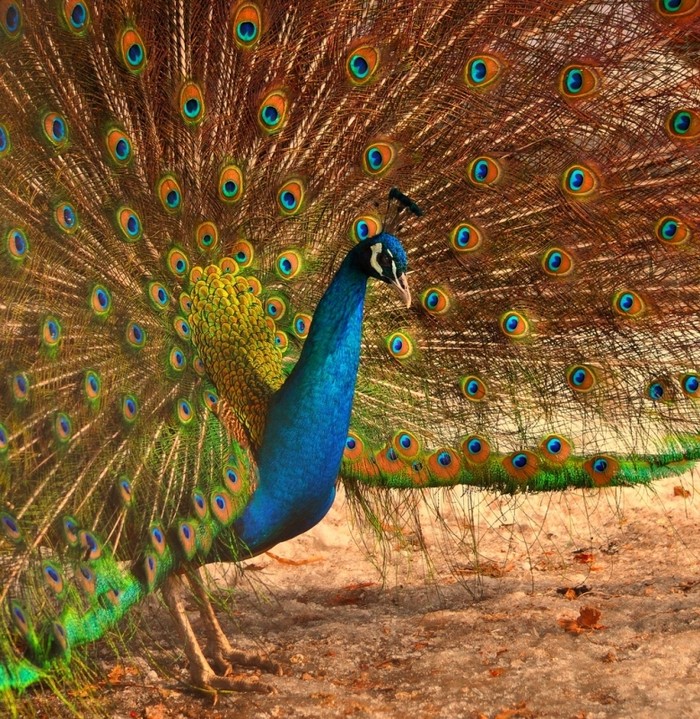 Chromatic Crowns: Reveling in the Vibrant Heads of These Colorful Birds