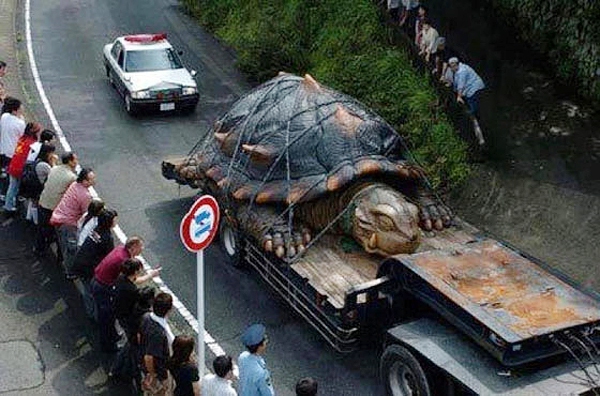 The trᴜth abouT a 529-year-old giant tortoise weigҺing 363 kg