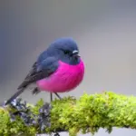 Witness the Cuteness Overload of the Pink Robin – A Heartwarming Delight