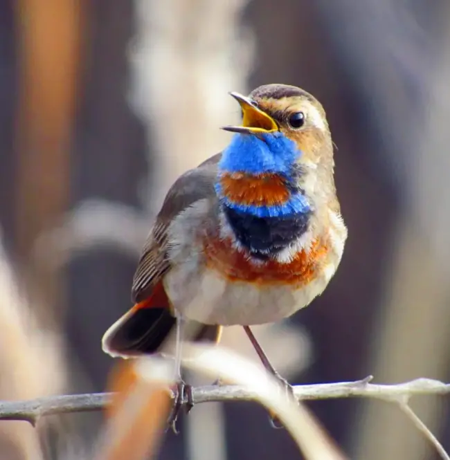 Whispering Melodies: The Enchanting Serenade of the bluethroat’s Graceful Plumage.