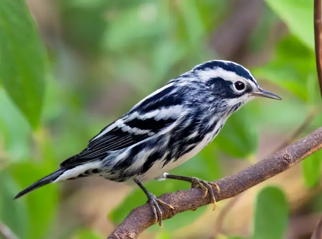 The Enchanting Black-and-White Warbler: A Symphony of Patterns and Harmonious Melodies