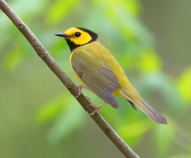 Unveiling the Majestic Beauty of the Yellow-Hooded Warbler, Nature’s Melodious Enigma