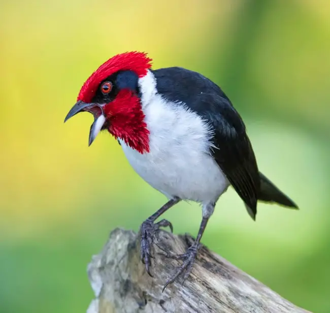 Crimson Majesty: Unveiling the Astonishing Red-Capped Cardinal