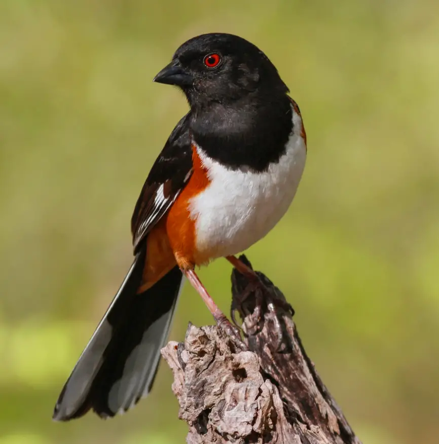 Revealing the Enigmatic Allure of the Eastern Towhee’s Melodic Charm