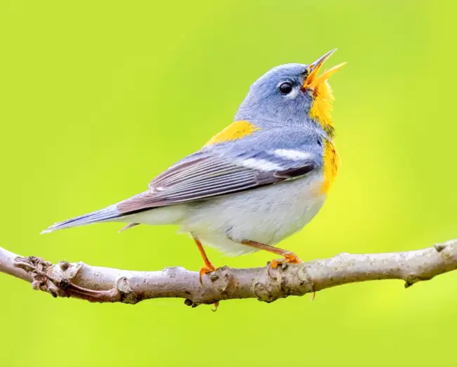 Nature’s Shimmering Treasure: Exploring the Enchanting Golden Chest of the Northern Parula Bird