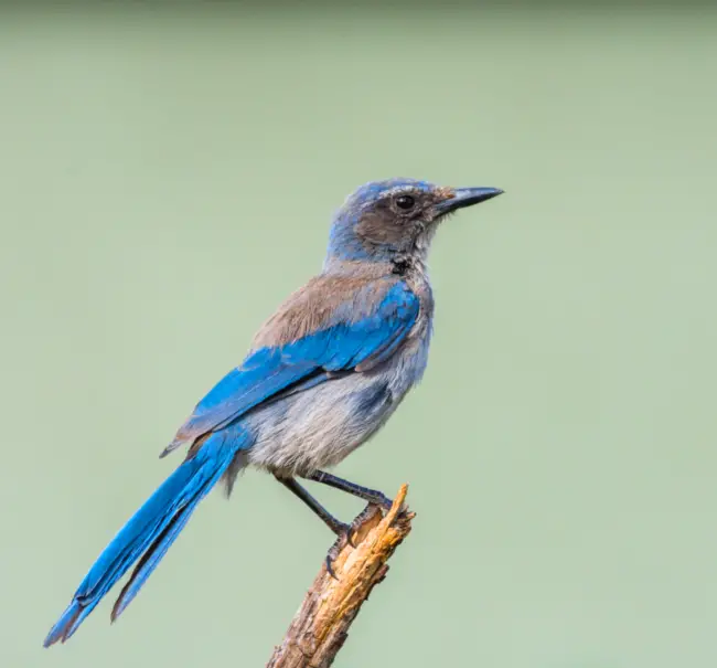 Unveiling the Secrets of Woodhouse’s Scrub Jay: A Fascinating Journey with the Desert Sentinel