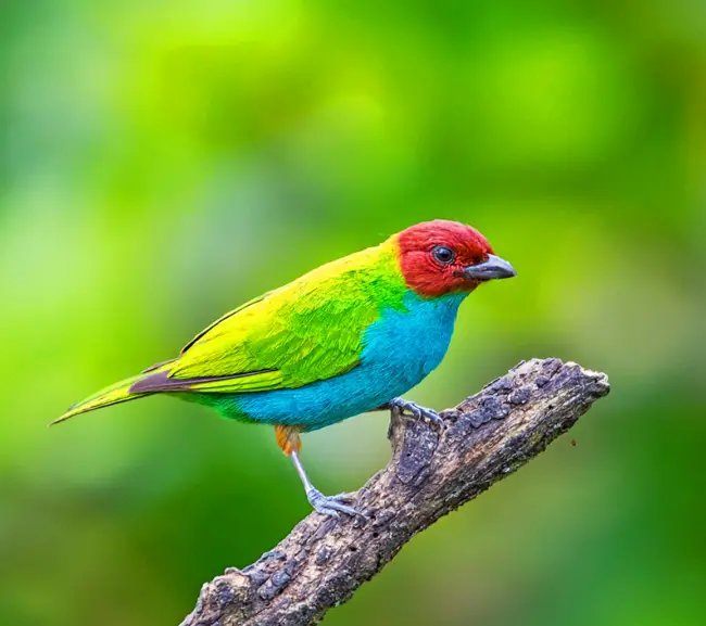 Journey into the Enchanting Realm of the Bay-Headed Tanager: Unveiling the Spectacular Avian Beauty of Vibrant Electric Blue Plumage