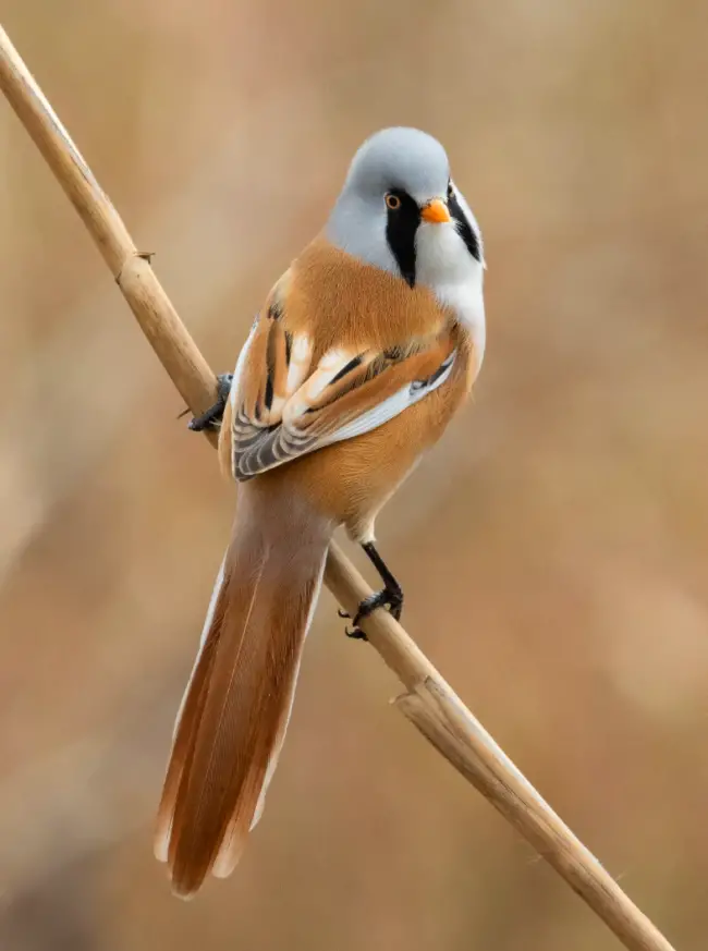 The Bearded Reedling: A Delightful and Unique Feathered Marvel