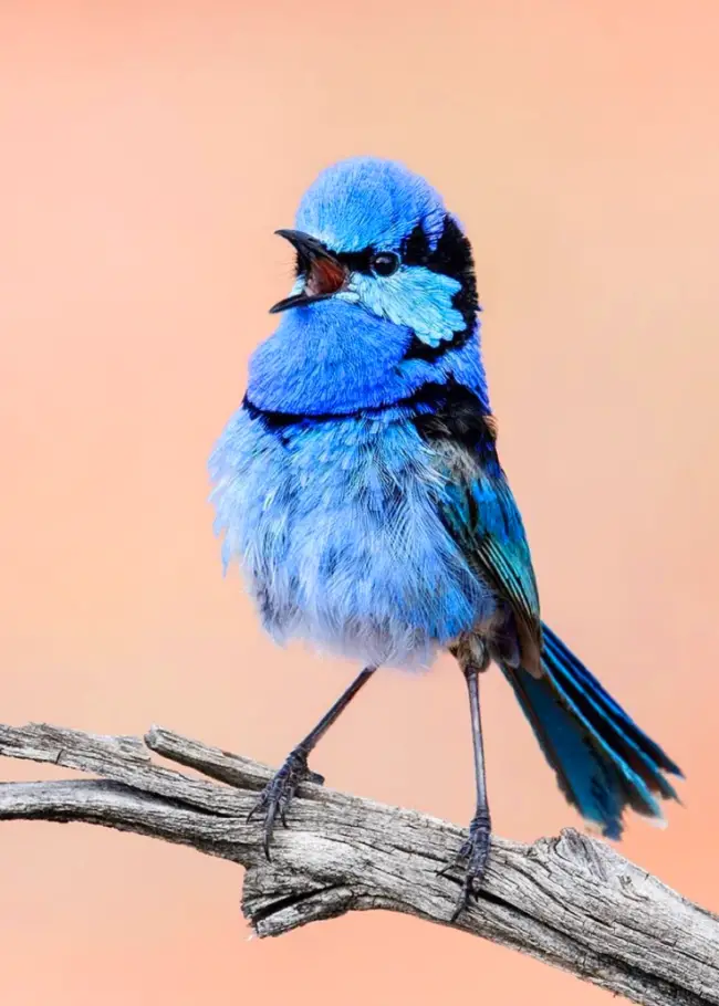 Unveiling the Wondrous Secrets of the Enchanting Fairy Wren: A Tiny Marvel of Nature
